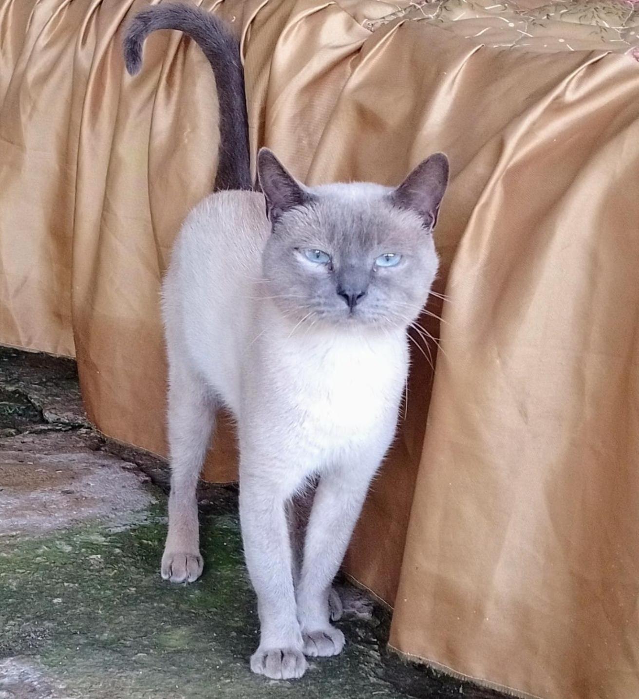 Chácara Chiafarelli Casa de hóspedes São Roque Exterior foto
